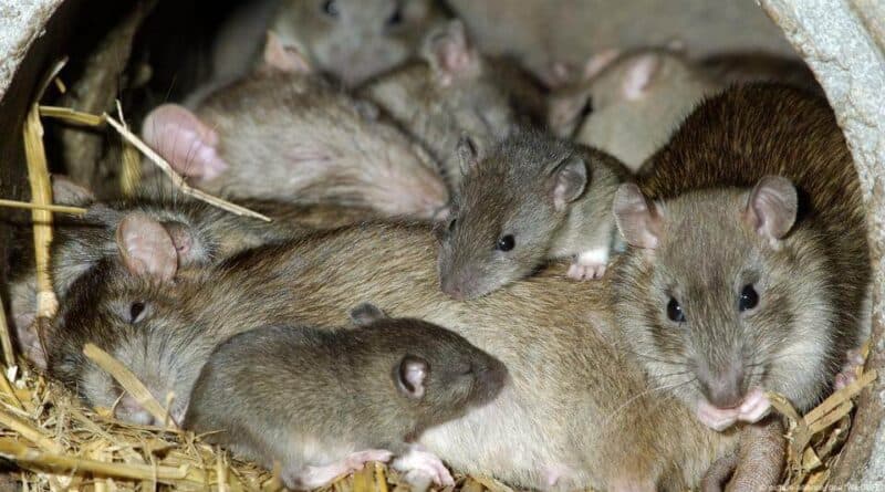 Rats! Lionsgate